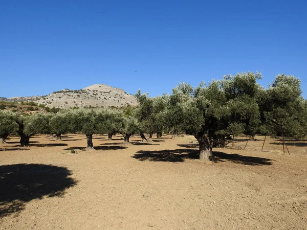 Una Vista Olivar Clima Seco Grecia — Foto de Stock