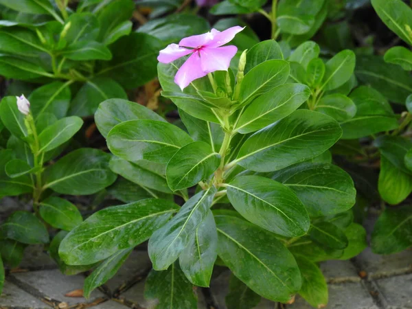 Fleurs Roses Sur Tige Avec Grandes Feuilles Vertes — Photo