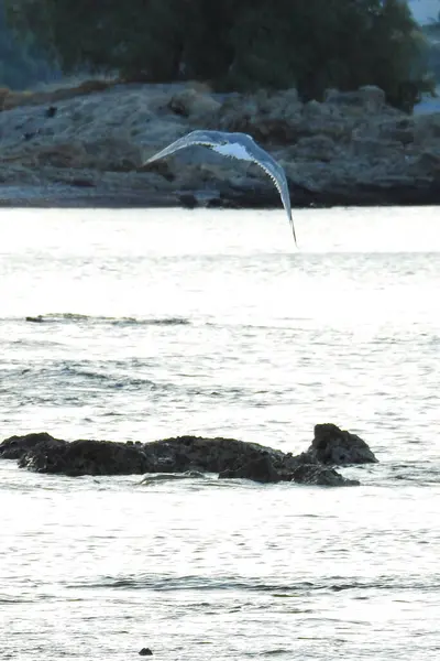 Möwe Fliegt Über Das Wasser Der Nähe Der Rhododendronfelsen — Stockfoto