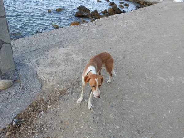 Θλιβερό Σκυλί Στέκεται Κοντά Στη Θάλασσα — Φωτογραφία Αρχείου