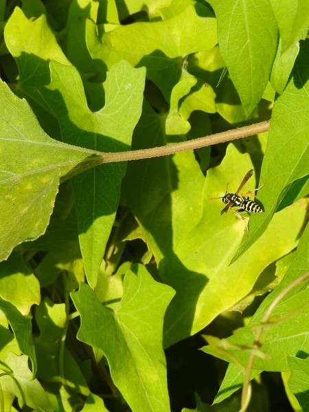 多数の緑の葉の上に草 — ストック写真