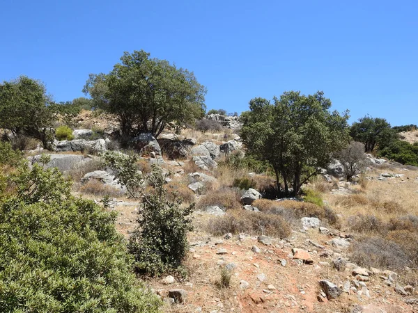 Eğri arazide kayalar, çimenler ve kuru iklimlerde birkaç ağaç.