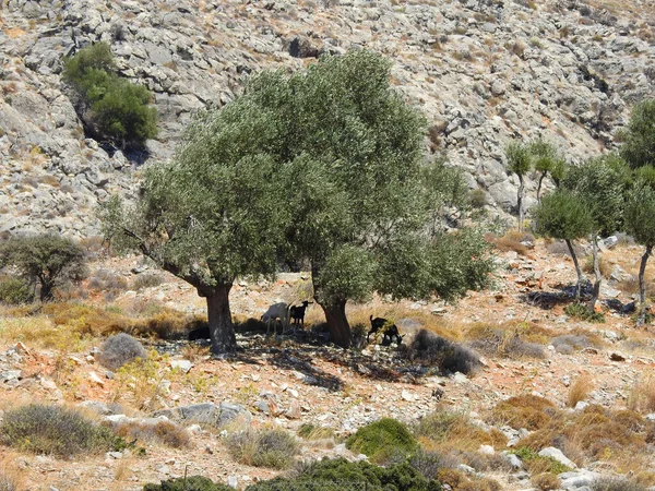 Cabras Sombra Bajo Árboles Clima Seco Con Rocas — Foto de Stock