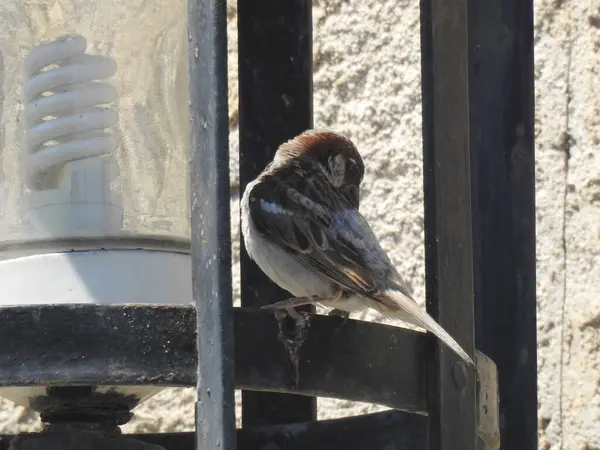 Burung Itu Berdiri Atas Lampu Jalan Logam Yang Melekat Pada — Stok Foto