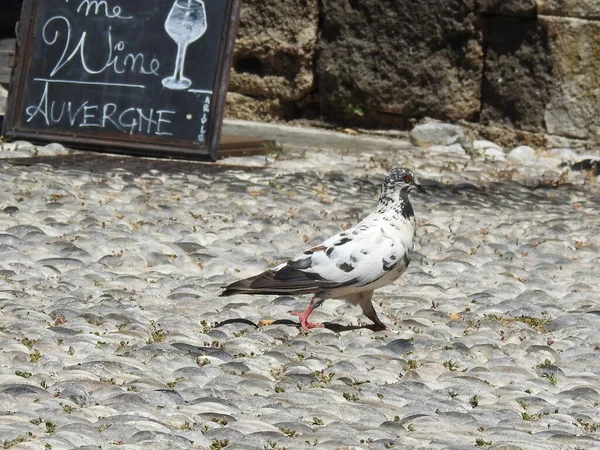 Black White Dove Walking Stone Pavement — Stock Photo, Image