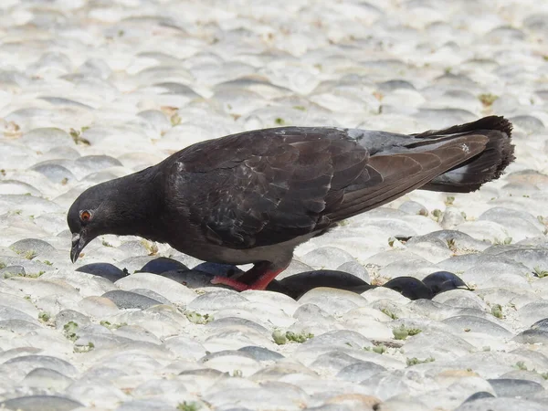 Den Mörka Duvan Går Stentrottoaren — Stockfoto