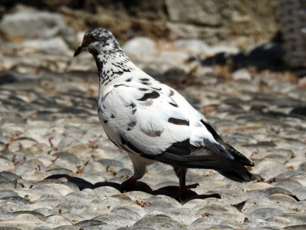 Black White Dove Walking Stone Pavement — Stock Photo, Image