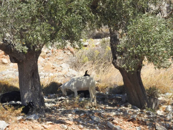 Les Chèvres Tiennent Ombre Sous Les Arbres Climat Sec Avec Image En Vente