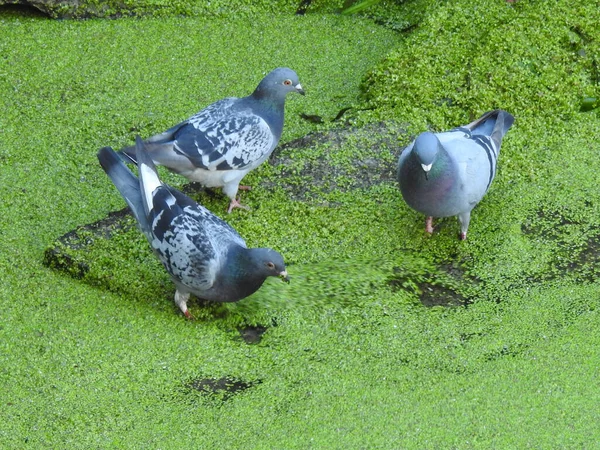 Group Pigeons Water Lots Green Duckweed — Stock Photo, Image