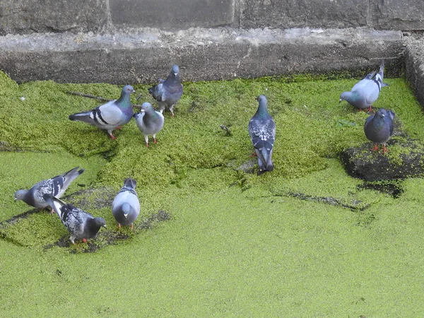 Group Pigeons Water Lots Green Duckweed — Stock Photo, Image