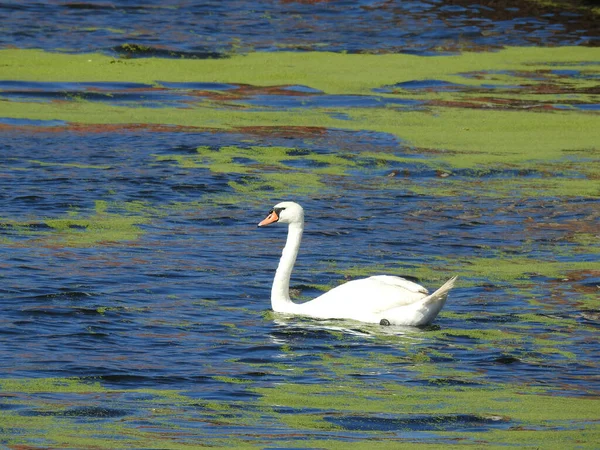 Cygne Sur Eau Avec Asclépiade — Photo