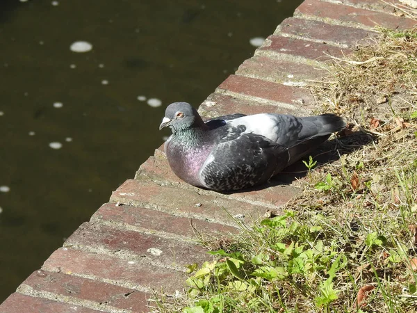 A pigeon sits on a brick bank near the water