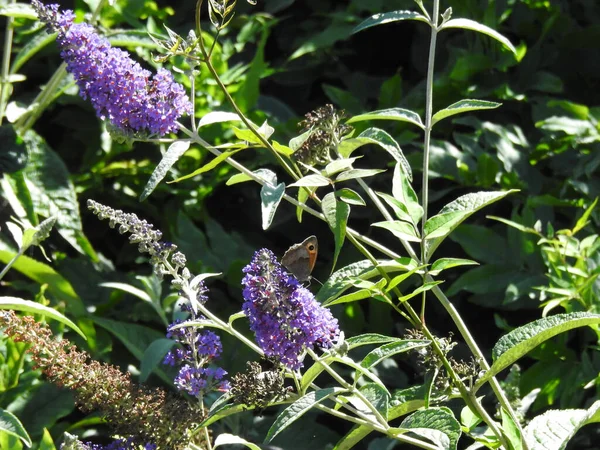Flores Altas Púrpura Salvaje Con Una Mariposa —  Fotos de Stock