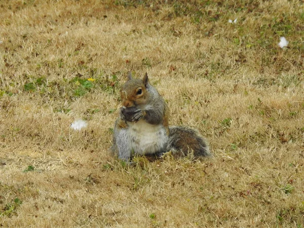 Ardilla Está Comiendo Hierba Seca — Foto de Stock