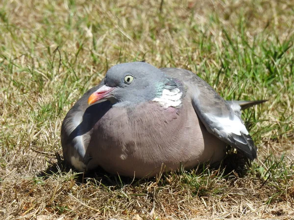 Close View Pigeon Sitting Grass — Stock Photo, Image