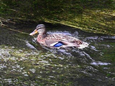 A close-up view of the duck that flows along the canal