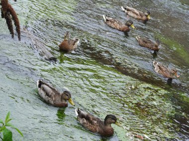 A close-up view of a group of ducks flowing along the canal