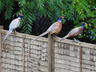 Tahta bir çitin üzerinde üç sülün duruyor.