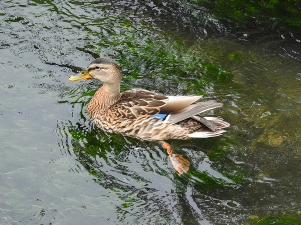 Close View Duck Flows Canal — Stock Photo, Image