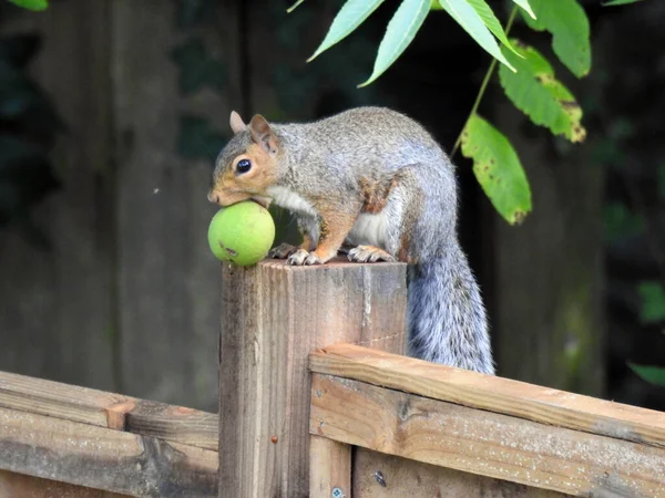 Squirrel Fence Large Green Nut — Fotografia de Stock