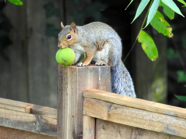 Squirrel Fence Large Green Nut — Fotografia de Stock