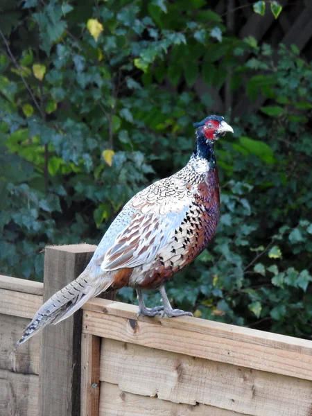 One Pheasants Standing Wooden Fence — Stock Photo, Image