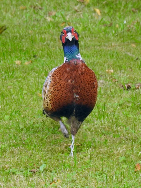 Front View Pheasant Walking Grass — Stockfoto