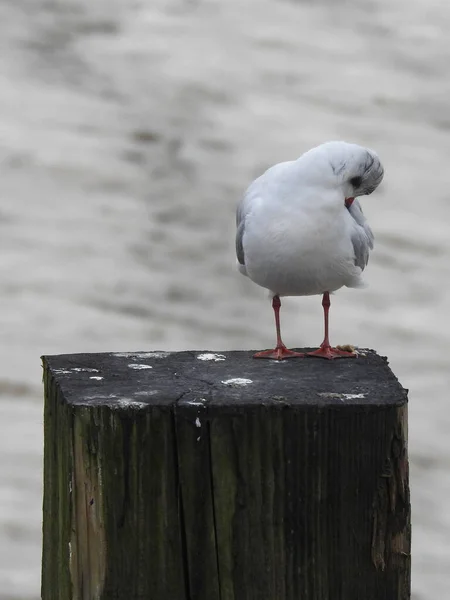 Seagull Standing Old Wooden Pole — Zdjęcie stockowe
