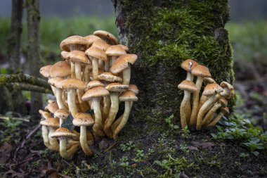 Hollanda 'nın doğusunda bir çitin altında sarı turuncu mantarlar