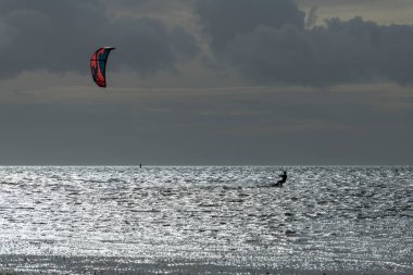 Genç martı Larus marinus Kuzey Hollanda 'da bir limanda demirleme yerinde.