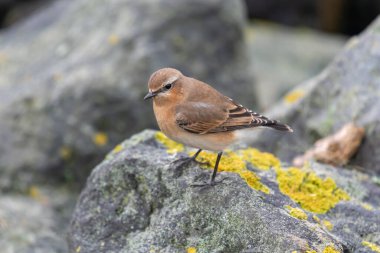 Genç martı Larus marinus Kuzey Hollanda 'da bir limanda demirleme yerinde.