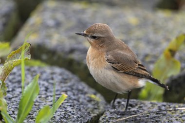 Genç martı Larus marinus Kuzey Hollanda 'da bir limanda demirleme yerinde.
