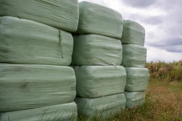 Silage Packed Green Plastic Cows North Netherlands — Stock Fotó