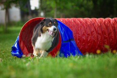 Avustralya Çoban Köpeği çeviklik tünelinde koşuyor