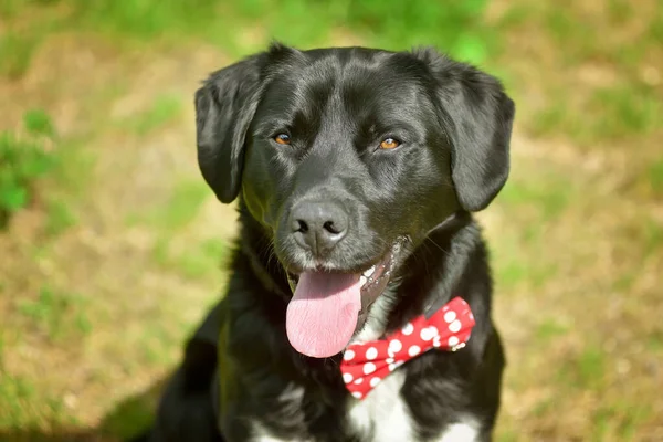Siyah labrador retriever greyhound karışık köpek dışarıda oturuyor. Beklerken mutlu görünüyor. Gülümsüyor ve kameraya bakıyor.