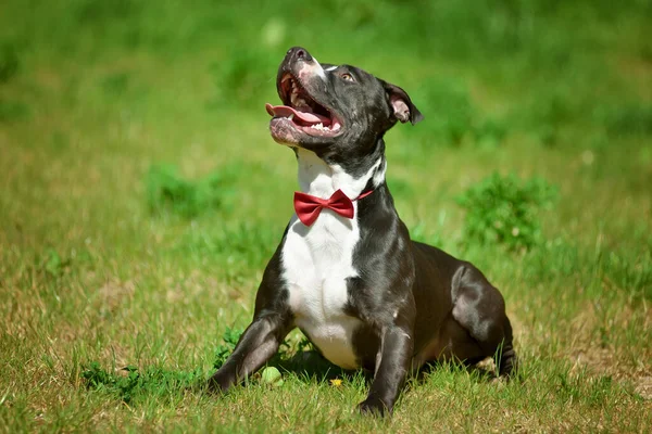 Yeşil çimlerde poz veren bir köpek. Siyah-beyaz bir teriyer..