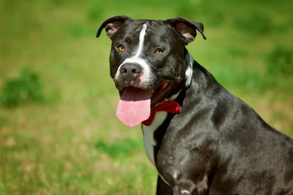 Dog Posing Green Grass Black White Staffordshire Terrier — Stock Photo, Image