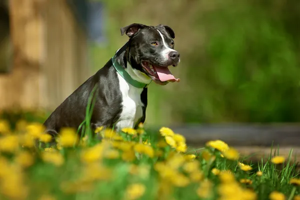 Kutya Zöld Fűben Pózol Fekete Fehér Staffordshire Terrier Stock Kép