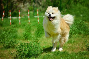 Yeşil bir tarlanın yanında koşan kızıl saçlı akita.