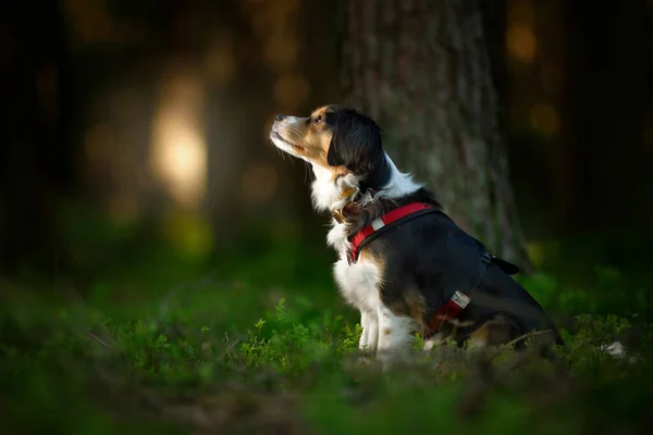 Cão Tricolor Floresta Cão Natureza — Fotografia de Stock