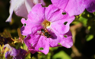 Petunya çiçeği ve arı üstünde oturuyor.