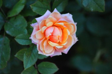 Ne kadar güzel, güller ne kadar tazeydi