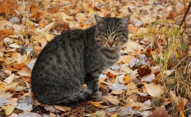 Kedi nehir kıyısında dolaştı ve yiyecek istedi.