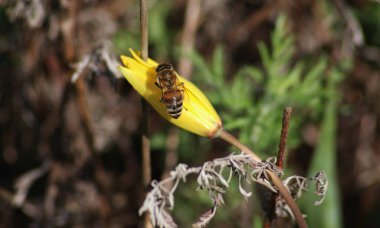 Vahşi lale ve arı bir çiçeğin üzerinde oturuyor.