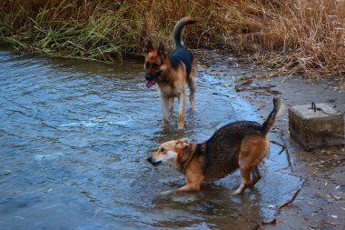 Köpekler nehirde yıkanıyor.