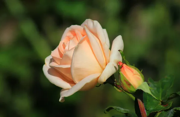 Una Hermosa Rosa Crece Jardín — Foto de Stock