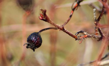 Rosehip, şifalı bitki, kalp için.