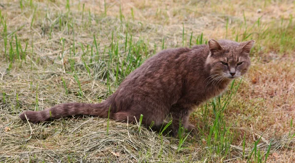 Gato Caminando Solo — Foto de Stock