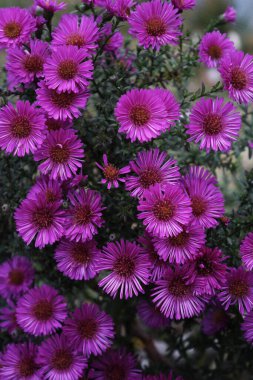 Noel Baba 'nın güzel çiçekleri ekim ayında çiçek açtı.