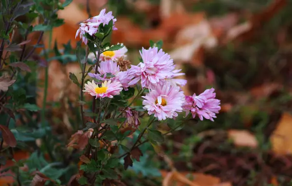Chrysant Bloemen Late Herfst — Stockfoto